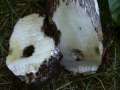 Leccinum variicolor var.bertauxii - Vielverfrbrnder Birkenpilz - Bad Schmiedeberg